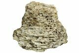 Fossil Tyrannosaur (T rex) Vertebra Section - Wyoming #350461-1